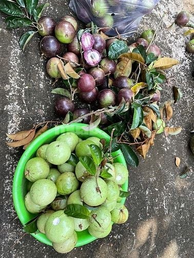 Đất vườn nghĩ dưỡng Cẩm Mỹ - Đồng Nai
