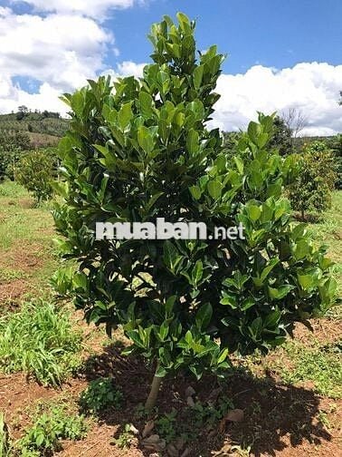 250 cà phê, 100 sầu riêng, đất cạnh chùa và suối, giá 1,2 tỷ TL
