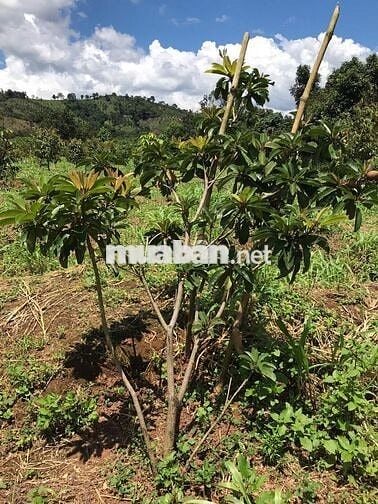 250 cà phê, 100 sầu riêng, đất cạnh chùa và suối, giá 1,2 tỷ TL