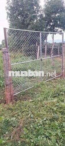 250 cà phê, 100 sầu riêng, đất cạnh chùa và suối, giá 1,2 tỷ TL