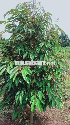 250 cà phê, 100 sầu riêng, đất cạnh chùa và suối, giá 1,2 tỷ TL