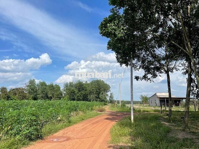 Đất lô góc sau Chợ Thái Bình - Dầu Tiếng - HCM giá đầu tư