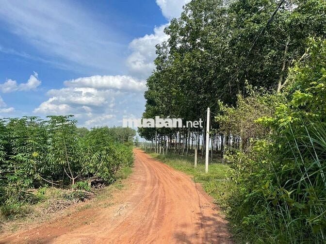 Đất lô góc sau Chợ Thái Bình - Dầu Tiếng - HCM giá đầu tư