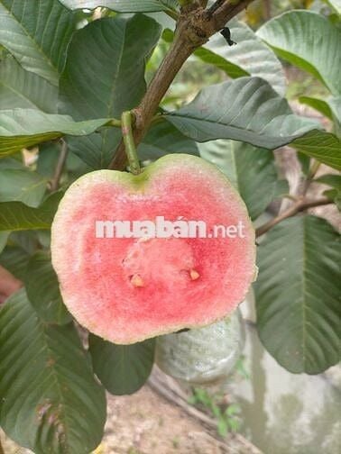 Bán đất hai mặt tiền , dân cư phát triển ,lộ nhựa.