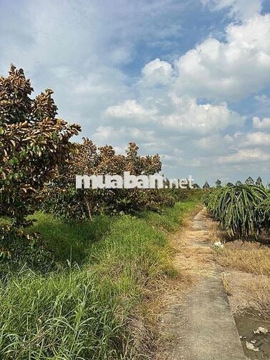 (Chính chủ) cần bán 2công4 đất lúa tại Châu Thành, Long An cũ