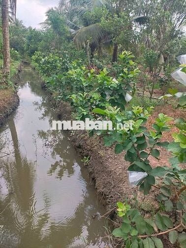 Bán đất hai mặt tiền , dân cư phát triển ,lộ nhựa.