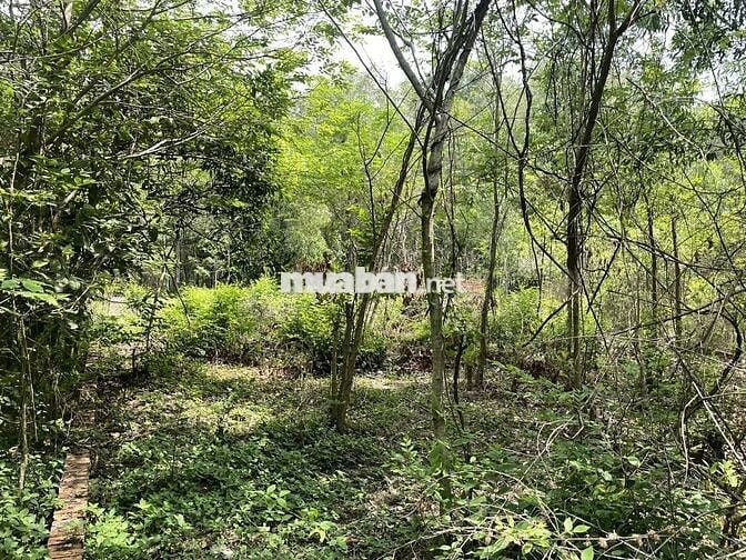 Bán đấu giá đất: 953m2. Mặt tiền đường Cây Dầu, xã Nhơn Trạch, ĐN
