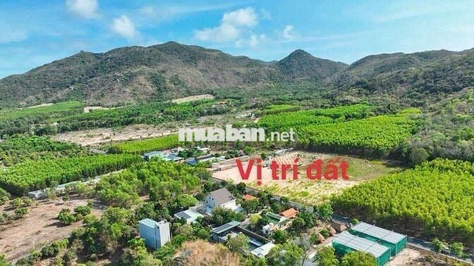 BÁN ĐẤT MẶT TIỀN ĐƯỜNG PHƯỚC HƯNG - PHƯỚC HẢI ĐI THẲNG RA BIỂN LAN RỪN