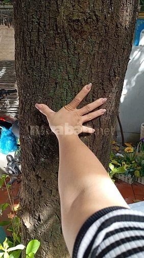 🌳 CHÍNH CHỦ BÁN CÂY LỘC VỪNG LÂU NĂM – ĐỊNH CÔNG, HÀ NỘI 🌳