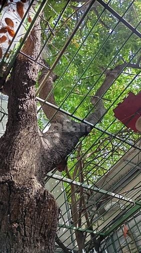 🌳 CHÍNH CHỦ BÁN CÂY LỘC VỪNG LÂU NĂM – ĐỊNH CÔNG, HÀ NỘI 🌳