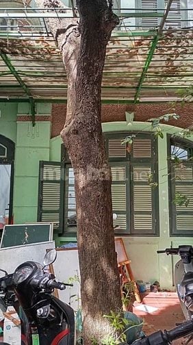 🌳 CHÍNH CHỦ BÁN CÂY LỘC VỪNG LÂU NĂM – ĐỊNH CÔNG, HÀ NỘI 🌳