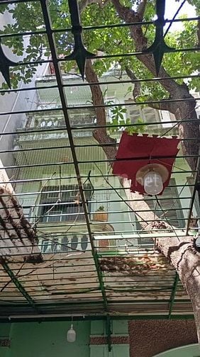 🌳 CHÍNH CHỦ BÁN CÂY LỘC VỪNG LÂU NĂM – ĐỊNH CÔNG, HÀ NỘI 🌳