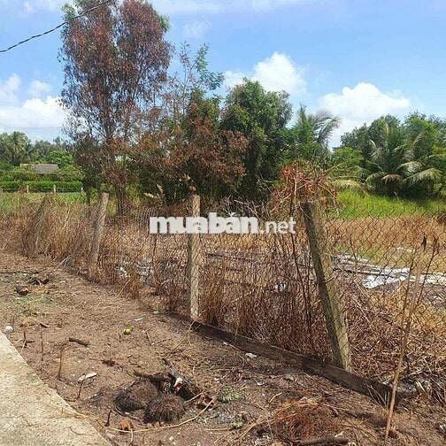 Đất sổ đỏ 1620m2 Ấp Bình Đông Xã Tân Trụ