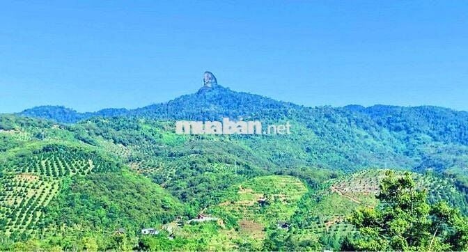 Vườn măng cụt chôm chôm 9000 m2 thị trấn Đạ MRi