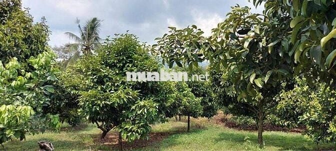 Vườn măng cụt chôm chôm 9000 m2 thị trấn Đạ MRi