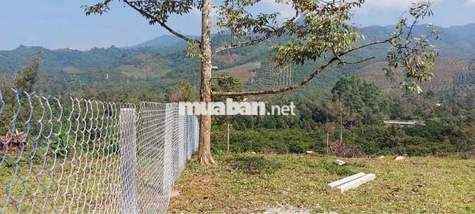 Vườn măng cụt chôm chôm 9000 m2 thị trấn Đạ MRi