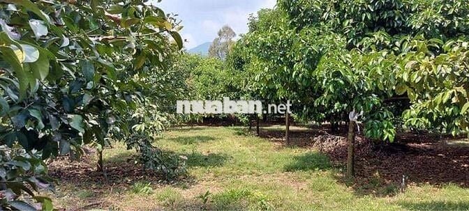 Vườn măng cụt chôm chôm 9000 m2 thị trấn Đạ MRi