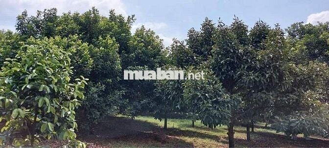 Vườn măng cụt chôm chôm 9000 m2 thị trấn Đạ MRi