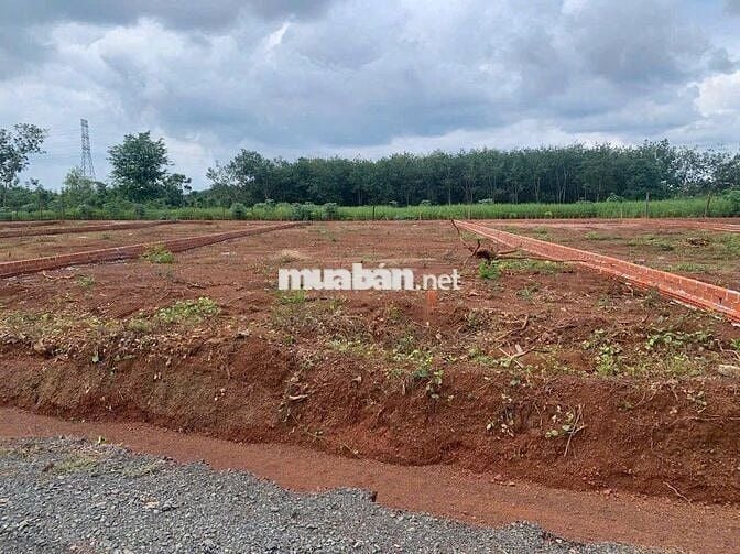 nhà vỡ nợ bán gấp miếng đất 200m2 có sẵn 100m2 thổ chỉ 295tr