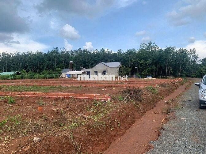 nhà vỡ nợ bán gấp miếng đất 200m2 có sẵn 100m2 thổ chỉ 295tr