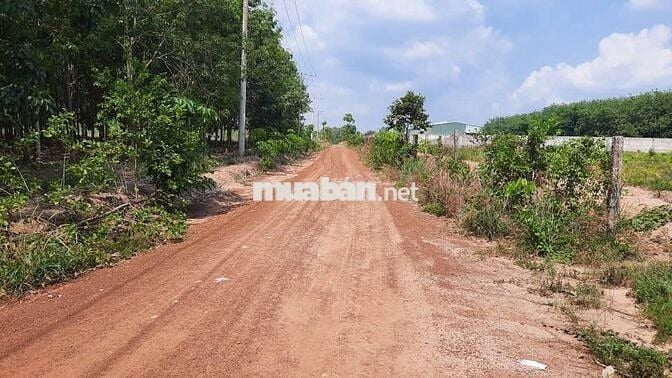 Hàng hiếm tại Tân Thành, Đồng Xoài, 14.5 tỷ, 9700 m2 đất cao su