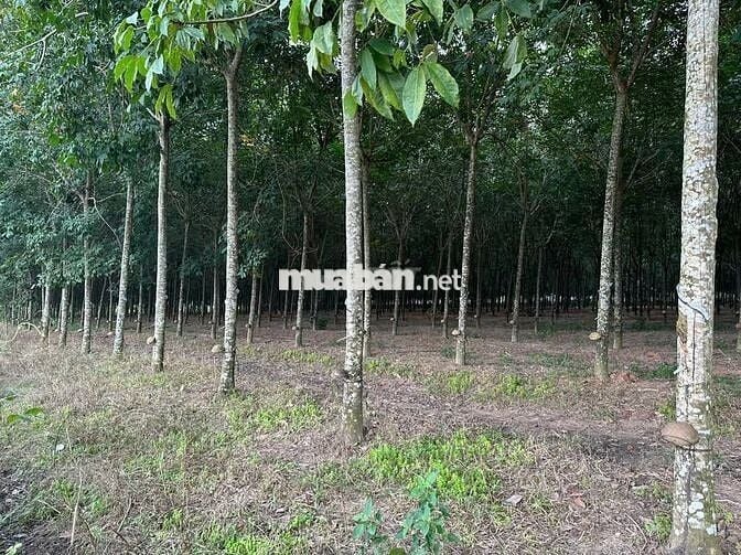 Hàng hiếm tại Tân Thành, Đồng Xoài, 14.5 tỷ, 9700 m2 đất cao su