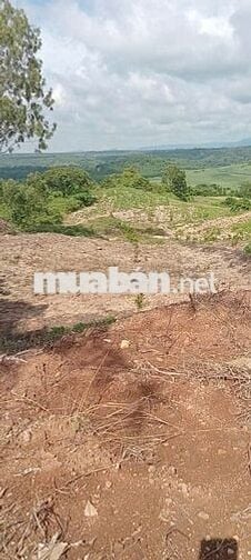 BÁN LÔ ĐẤT MTĐ NHỰA QL 29. XÃ CƯPRAO, MĐRĂK, ĐĂK LĂK.