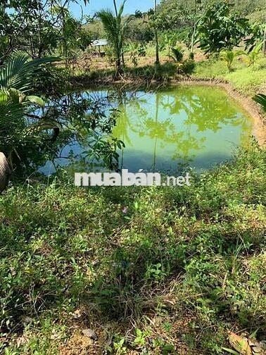 Đất vườn 1005m2 giá chỉ 650tr có 1 ít thổ cư