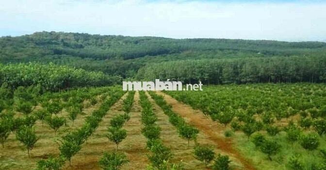 Đất Vườn Bình Phước Giá Tốt – Sổ Sẵn, Công Chứng Ngay!