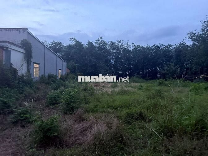 Đất Chính Chủ 1699m2 mặt tiền Đỗ Đăng Tuyển, Củ Chi cần tìm chủ mới