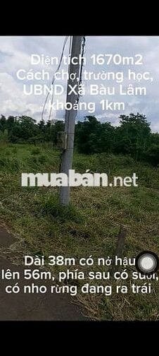 CẦN VỐN KD NÊN BÁN 1671,9M2 ĐẤT TRỒNG CÂY LÂU NĂM Ở BÀU LÂM, BRVT