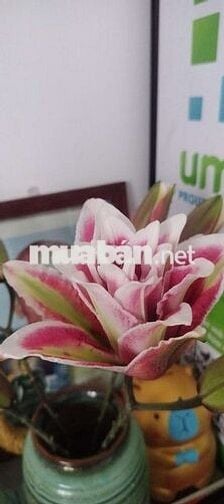 Chính chủ cho thuê nhà HXH full nội thất ngay CVPM