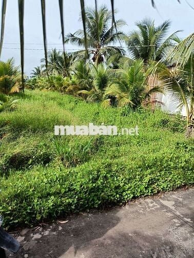 Đất sổ đỏ 641.9m2 Phước Hậu, Tam Phước, Châu Thành, Bến Tre