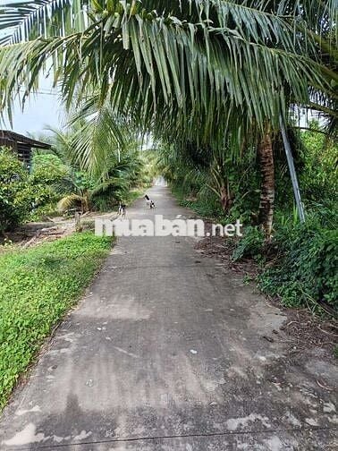 Đất sổ đỏ 641.9m2 Phước Hậu, Tam Phước, Châu Thành, Bến Tre