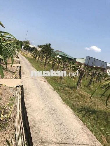 746m2 đất vườn giá ngộp 295tr cách nhựa bự ĐT827 tầm 300m sổ hồng