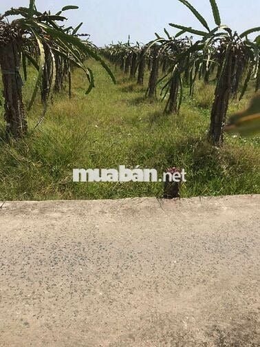 746m2 đất vườn giá ngộp 295tr cách nhựa bự ĐT827 tầm 300m sổ hồng