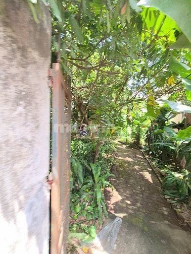 Cần bán đất trong Làng Yên Mỹ, xã Thanh Trì, Hà Nội