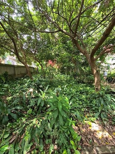 Cần bán đất trong Làng Yên Mỹ, xã Thanh Trì, Hà Nội