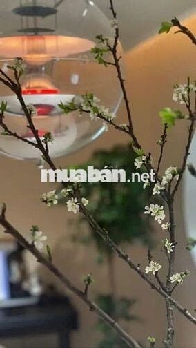 🔥SIÊU HIẾM! Căn Hộ Cầu Giấy–2PN,1WC – Có Chỗ Để Ô Tô – Chỉ Nhỉnh 4 Tỷ!