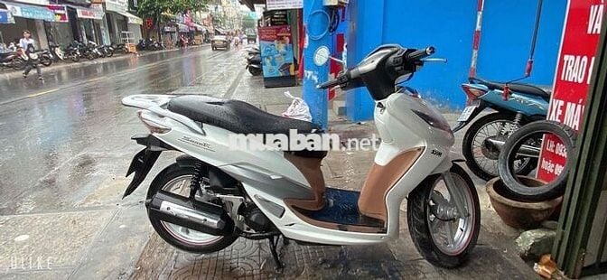 Shark mới ken