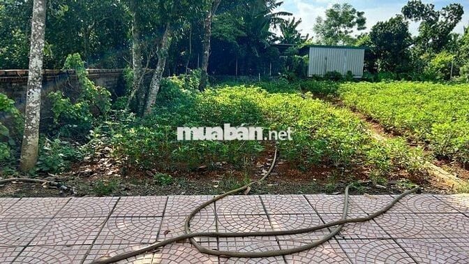 Cần bán lô đất 142m2 làn 2 DH09 tại Thôn 3 - Phú Cát chỉ 32tr/m2