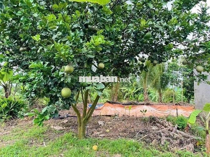 💥Có cam, có bưởi, có sầu và có ao