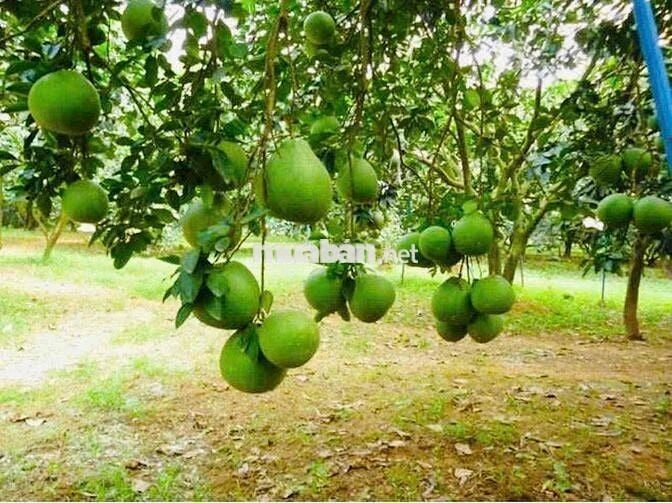 💥Có cam, có bưởi, có sầu và có ao