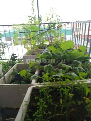 BÁN NHÀ RIÊNG NGUYÊN CĂN -  QUỲNH ĐÔ, VĨNH QUỲNH, THANH TRÌ. 