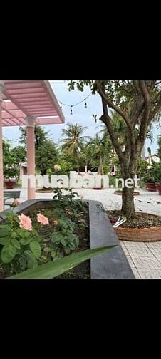 NHÀ SÂN VƯỜN1800m,GỒM 3PN,2WC,SÂN BÓNG ĐÁ,ĐẤT TRỐNG  HỢP NUÔI THÚ CƯNG