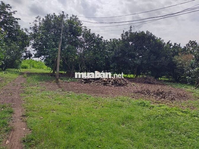 Đất vườn diện tích 1000m2 giá 650 triệu đường Điểu Xiển Bàu Trâm