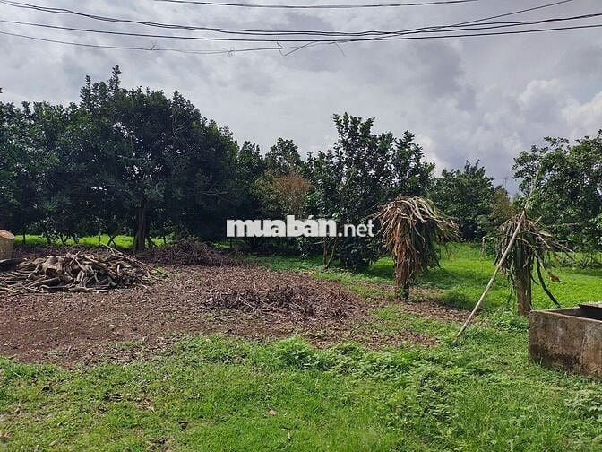 Đất vườn diện tích 1000m2 giá 650 triệu đường Điểu Xiển Bàu Trâm