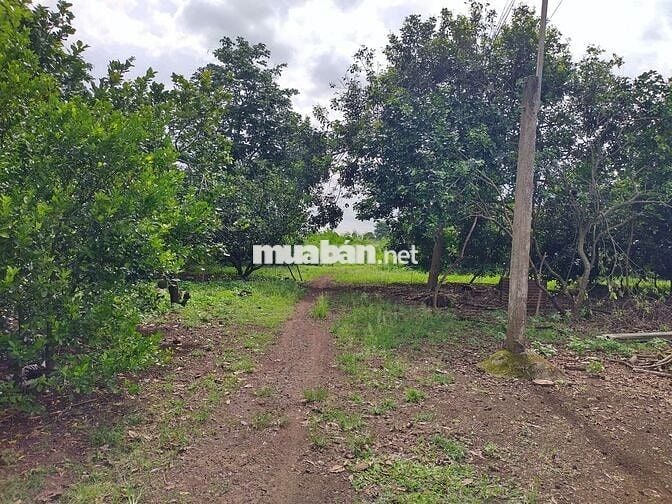 Đất vườn diện tích 1000m2 giá 650 triệu đường Điểu Xiển Bàu Trâm