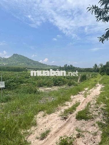 Bán đất quy hoặc g lớn 15m , Ngay ngã Ba