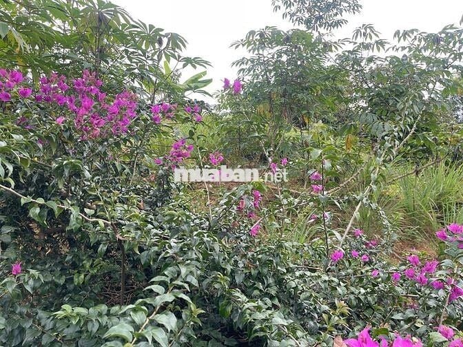 3009m2 -  sẵn 200 thổ cư đất Bảo Lộc Giáp Suối đường lớn chỉ 5tỉ